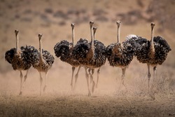 Ostrich Hens are kicking up dust as they try to escape the Cocks during mating season in the Kgalagadi.