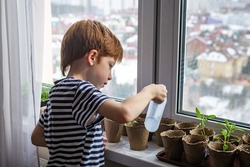 Child red-haired boy watering plants in eco peat pots on the windowsill, view from the back. The concept of home gardening, growing seedlings in the spring season.