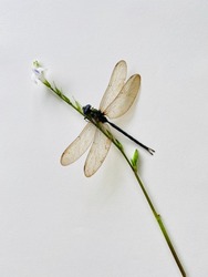 Isolated Dragonfly on Leaf stalk ,White background design.
