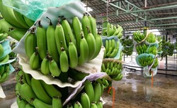 Store bananas for export, before cleaning
