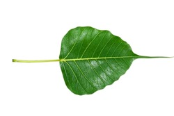 Sacred fig leaf (Ficus religiosa L. , Pipal Tree, Bohhi Tree, Bo Tree, Peepul ) on white background