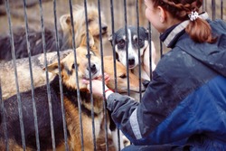 Girl volunteer in the nursery for dogs. Shelter for stray dogs.