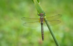 Dragonfly in the nature. Perfect macro dragonfly.  Cordulia aenea