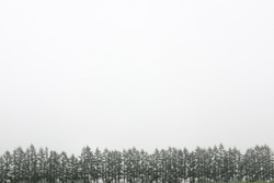 Pine tree in foggy