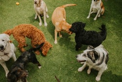 Different breeds of dogs playing together on grass. Some dogs are sitting on the grass while other dogs are smelling and playing. There are Labrador Retrievers, Labradoodles, Sheep Dogs.