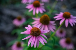 Floral background with purple echinacea flowers