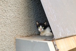 A cat take shelter under iron plate cover beside wall