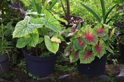 Two variances of caladium plants aka hearts of Jesus plant growing fertilely on pot