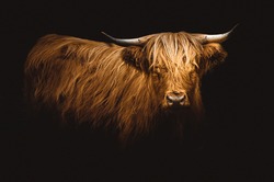 Dark portrait of a bull