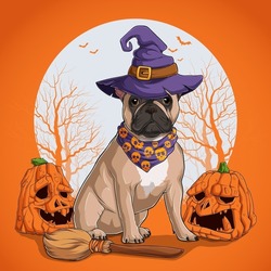 French Bulldog in Halloween disguise sitting on a broom and wearing witch hat with pumpkins
