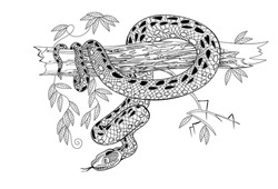 Illustration of a dangerous anaconda snake on tree branch. Black and white page for coloring book. Drawing for print, logo, tattoo, jewelry, decoration. Printable sheet for coloring and meditation.