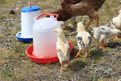 cute little chicks drinking water