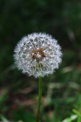 Dandelion flower seed head in the forest. Isolated wild plant closeup. Outdoor nature photography.