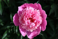 Pink Peony flower closeup. Fresh garden flower outdoors. Romantic themed image. Soft colored petals opening in the morning sunlight.