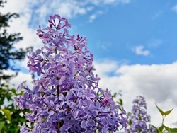Lilac (Syringa vulgaris) flower blossoms closeup. Scented flowering plant in the garden with blue sky background. Bright HDR view of vivid colored inflorescence.