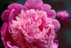 Pink petaled Peony flower head. Romantic garden blossom in macro shot. Love and tenderness themed image.
