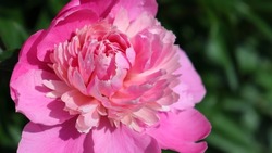 Pink Peony garden flower up close with soft opening petals in the morning sunlight. Isolated flowering plant abloom. Love and tenderness themed image.