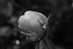 Peony flower bud with raindrops in black and white colors. Abstract floral image with sentimental theme.