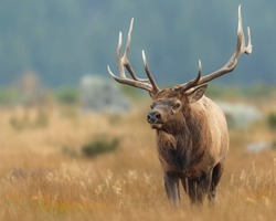 Bull elk trotting to defend his harem of cow elk from other males during the September elk rut