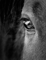 Eye and face of horse in black and white