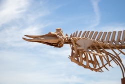 Detail of the head and upper thorax of the skeleton of a beaked whale. Bone structure of an odontocete cetacean with the blue sky in the background.