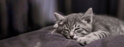 Banner with little gray kitten sleeping on a pillow. Little cat sleeps Soft focus