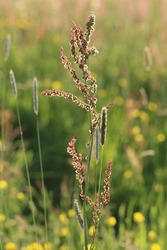 Close up of sorrel or rumex in evening sunshine, against a background of long grasses in a hay meadow