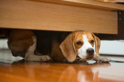 Hiding beagle
