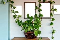 Boa plant mockup. Devil's ivy or Epipremnum aureum is a beautifu