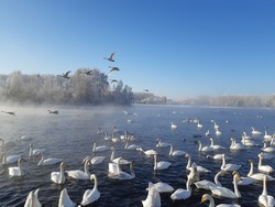 There is an amazing place in the Altai Territory - the non-freezing lake Svetloye (Swan) in the Soviet District, where hundreds of swans winter.