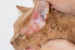Close up of a rash on the skin of the cat's ears. Diagnosis of scabies or mange in cats. Dermatological diseases of cats. 