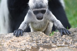 The small fingers of a light grey baby monkey hold on to rock to be climbed