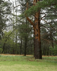 large evergreen tree with dark bark peeled off to show rust colored internal wood on the trunk