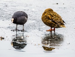 Duck and moorhen on ice of frozen lake