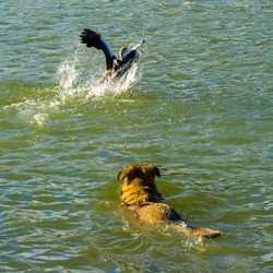 Dog chasing egyptian goose on lake
