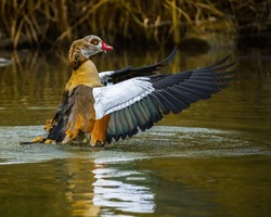Egyptian goose with spread wings splashing in lake