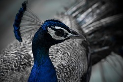Peacock is national bird of india. it's most beautiful and colourful bird.