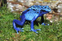 Blue poison dart frog (Dendrobates tinctorius f. azureus)