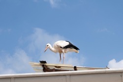 The stork resting on the chimney before flying.