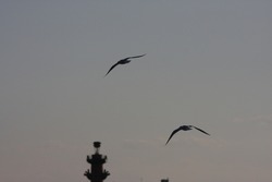 City birds. Seagulls, crows. Coastal birds.
