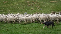 Sheep Herding in New Zealand