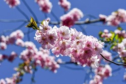 Photo of pink cherry blossom flowers of a tree in spring season