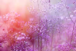 sweet purple background of grass flower with sunlight, romance background for graphic design 