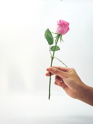 Woman hand holding a pink rose on white background. Isolated 