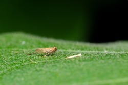 Small plant hopper on the egg plant leaf also known as brinjal. It is important vegetable insect pest which damage the egg plant crop. Used selective focus.
