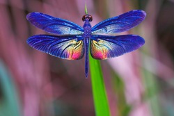 Beautiful dragonfly. Dragonflies of Thailand.