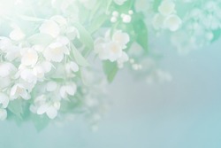 Floral background with branch of beautiful jasmine flowers. Blossom branch of jasmine
