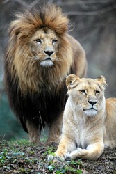Pair of adult Lions. Wroclaw Zoo, Poland. Vertical layout.
