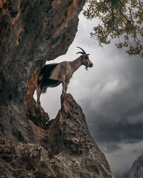 goat with back horns ascent on the mountain peak looking to the horizon, goat leaning on a rock at the top of the mountain, white goat with black ascent on the mountain peak