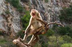 Yawning monkey